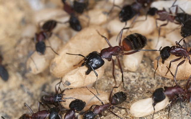 carpenter ants