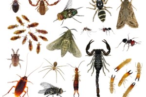 common-pests