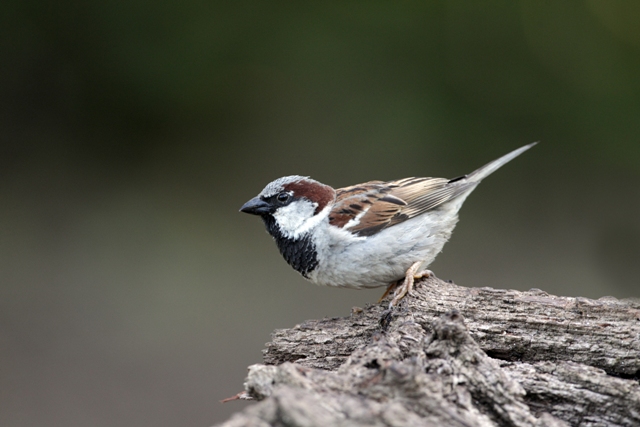house-english-sparrow